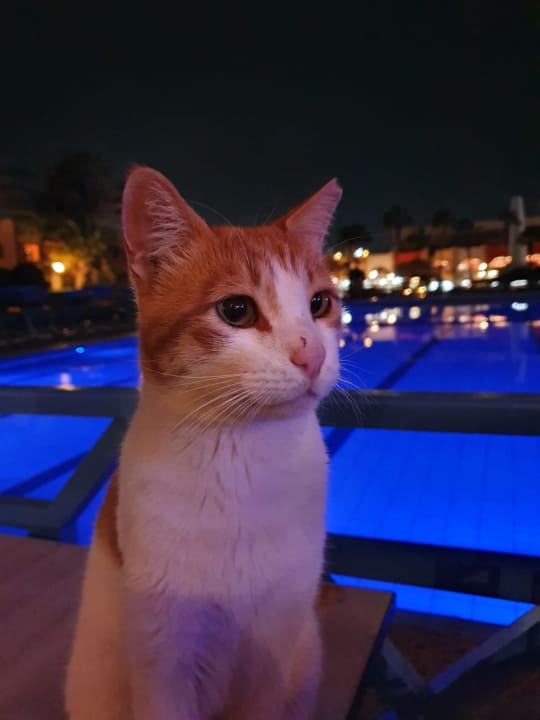 Sonstiges Arabia Azur Resort