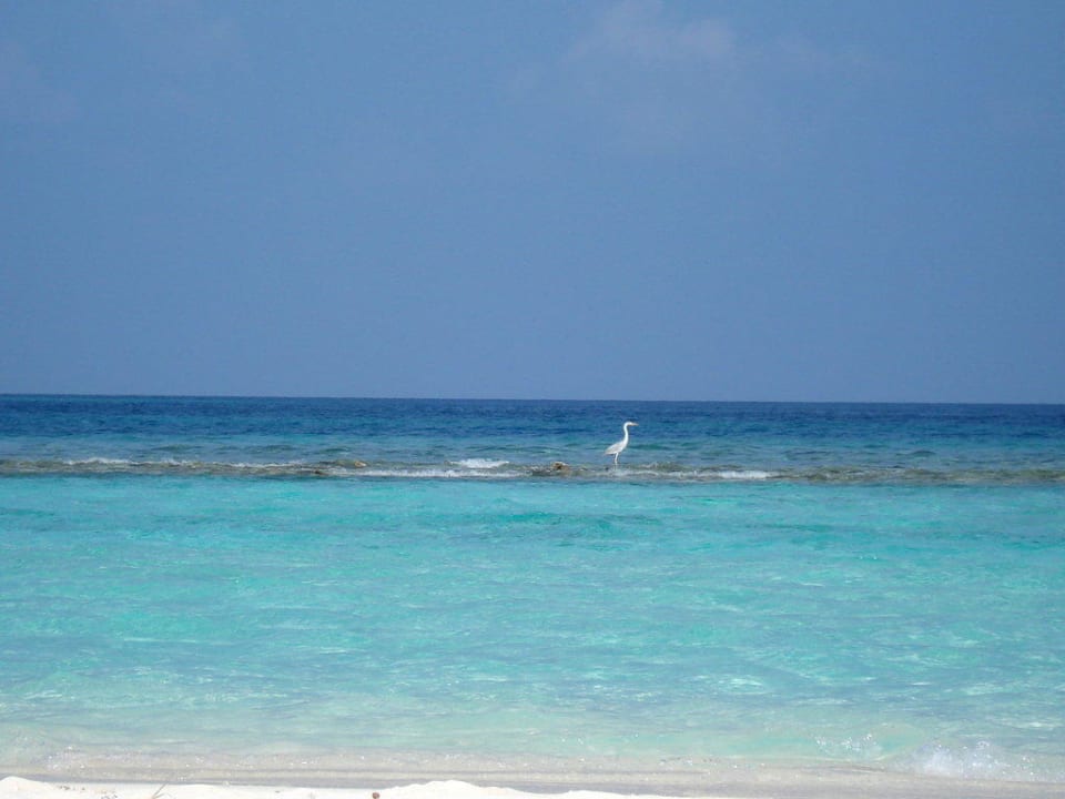 Fischreiher am Strand Kuramathi Maldives