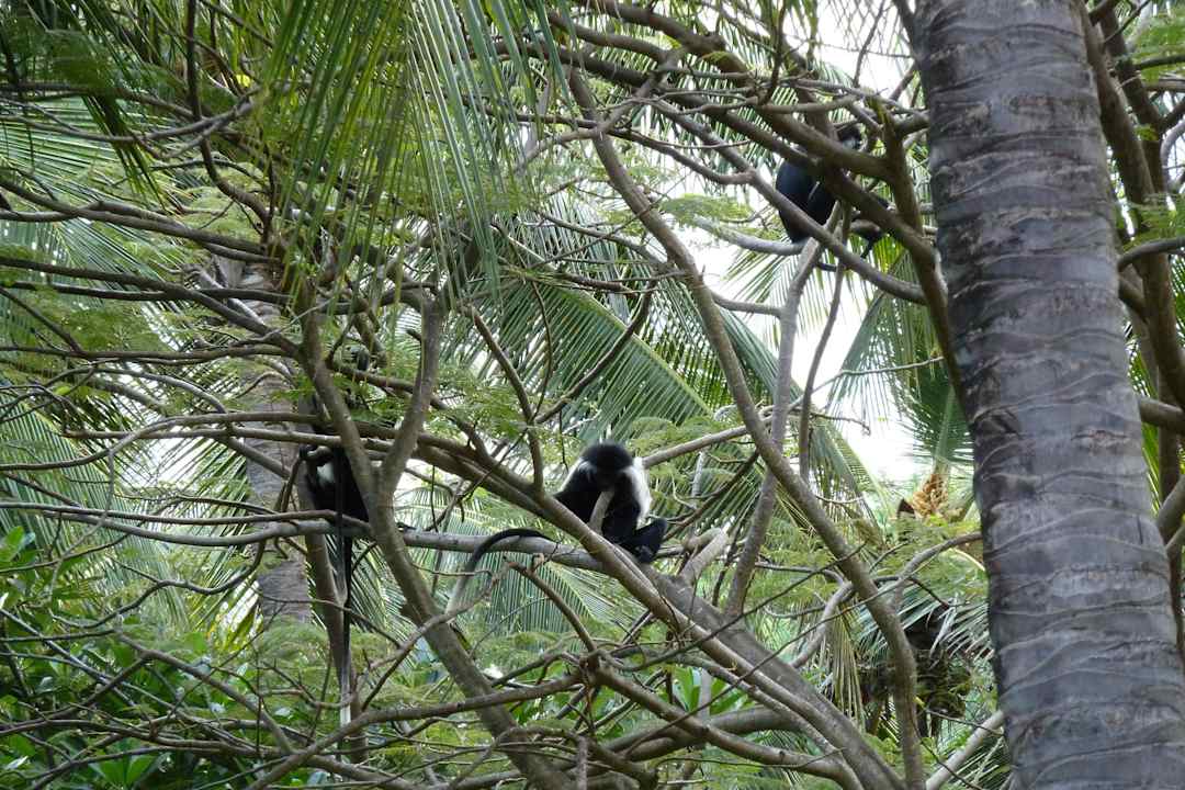 Affen im den Bäumen der Hotelanlage Hotel Southern Palms Beach Resort