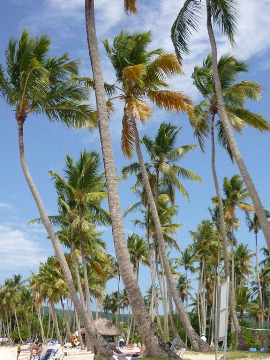 Palmen  Wyndham Alltra Samana
