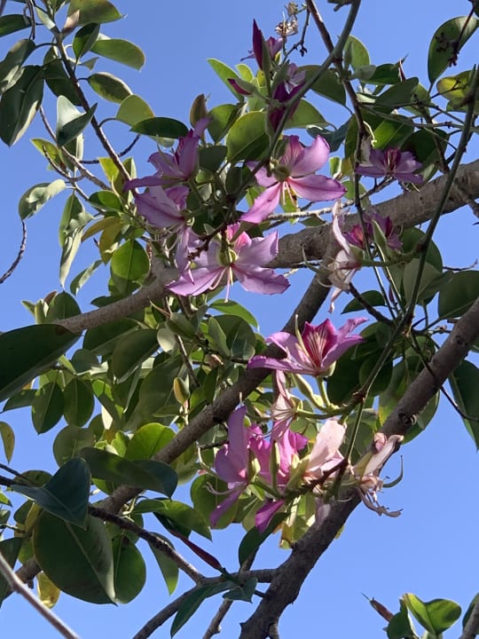 Gartenanlage The Orangers Beach Resort and Bungalows