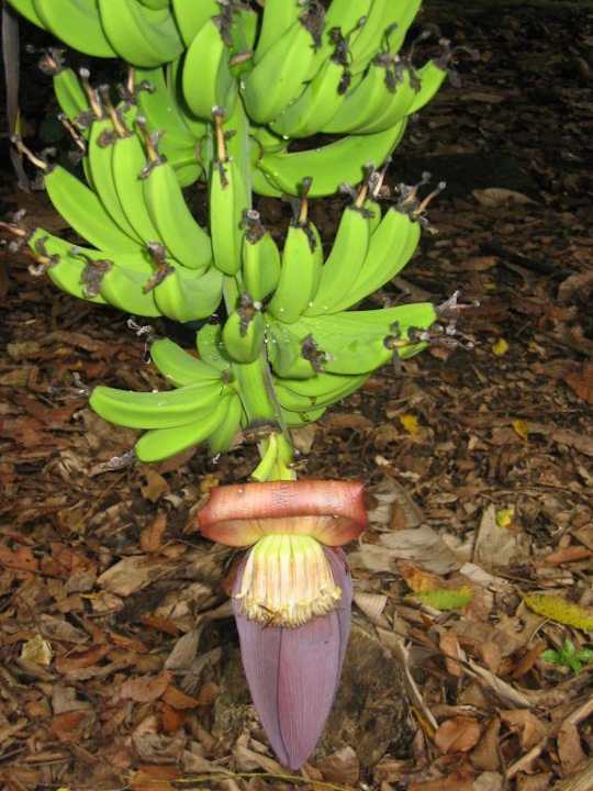 Bananenstaude Grand Palladium Select Bávaro Resort & Spa