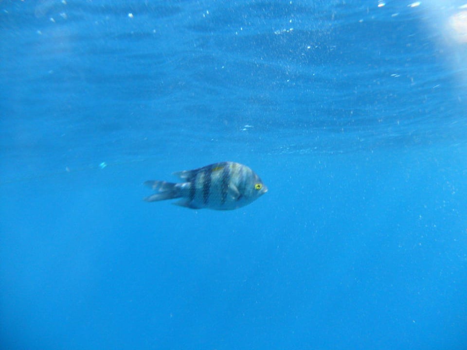 Beim schwimmen The Grand Hotel Sharm El Sheikh