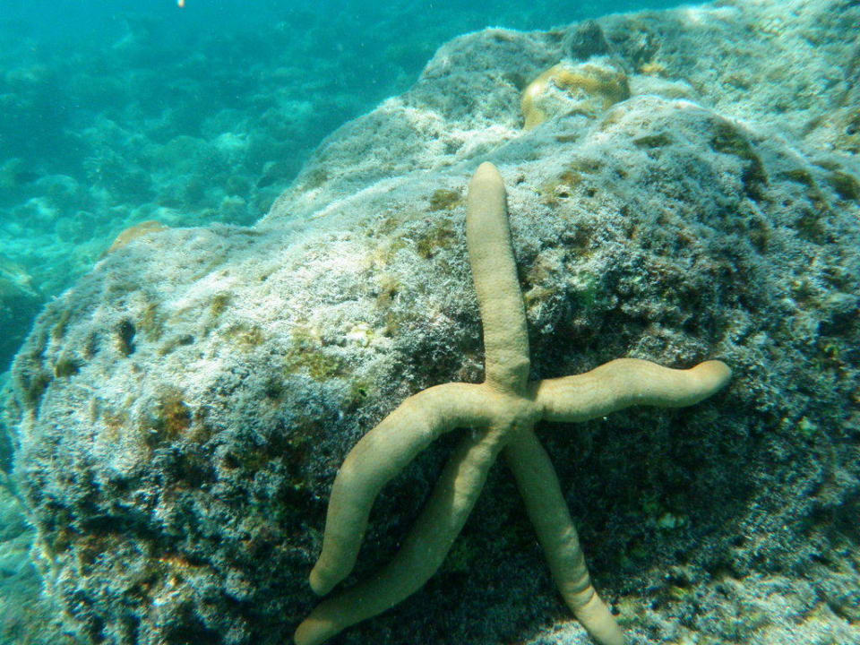 Seestern am Hausriff Sun Siyam Olhuveli