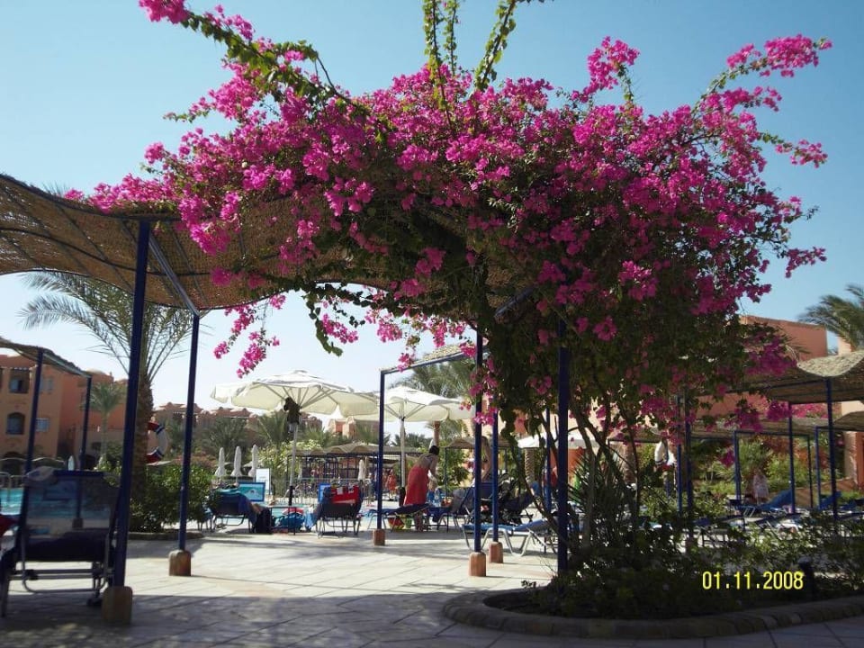 Gartenanlage Jaz Makadi Oasis Resort