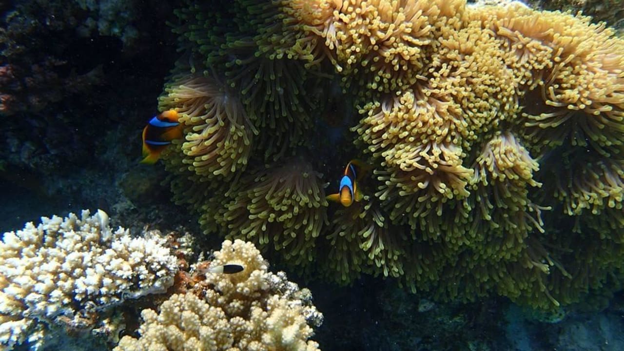 Snurkowanie Three Corners Sea Beach Resort