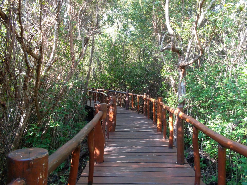 Schöne Stege durch den Dschungel Grand Palladium Kantenah Resort & Spa