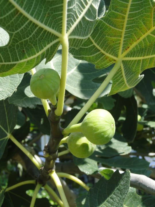 Figi Club Hotel Phaselis Rose