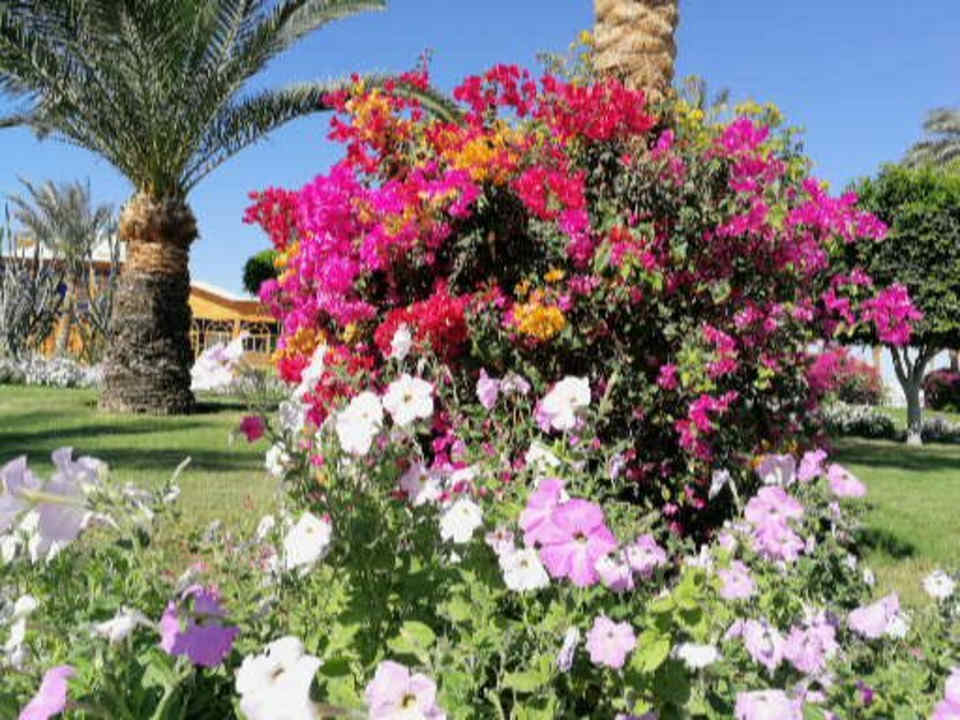 Gartenanlage Desert Rose