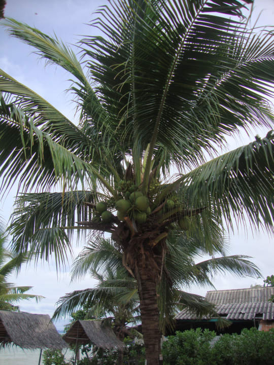 Kokospalmen am Strand Pinnacle Grand Jomtien Resort