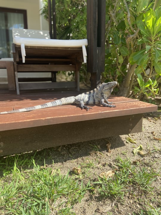 Zimmer Akumal Bay Beach & Wellness Resort