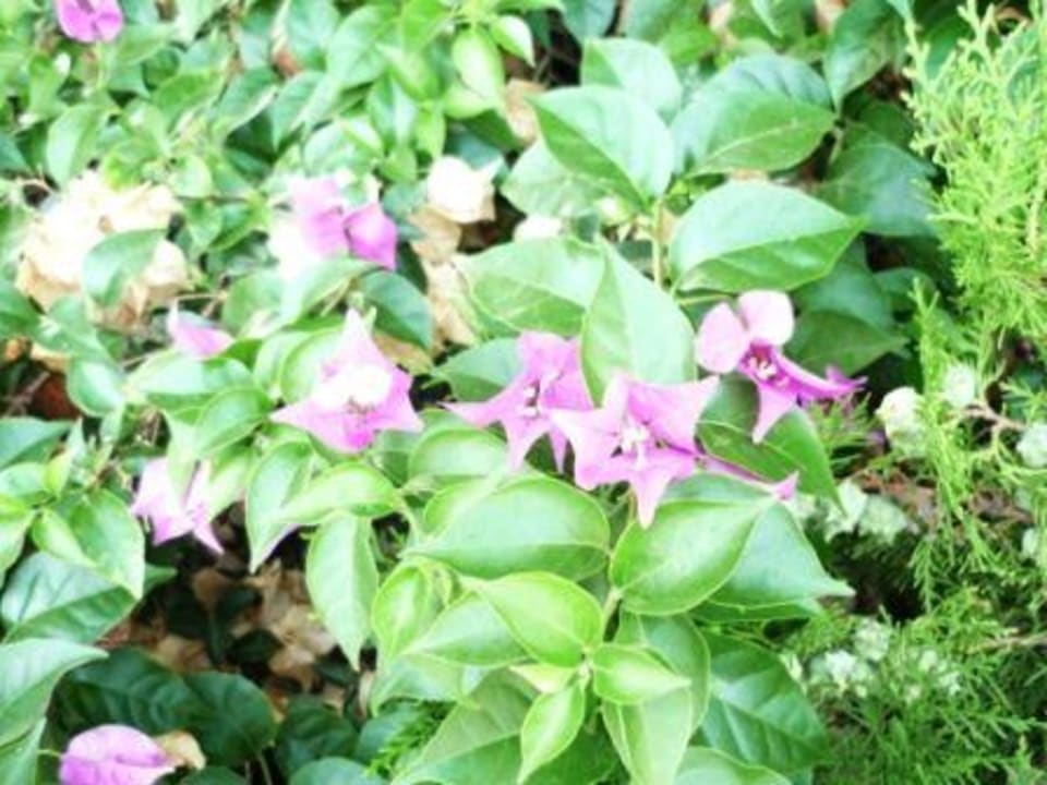 Gartenanlage Side Star Elegance