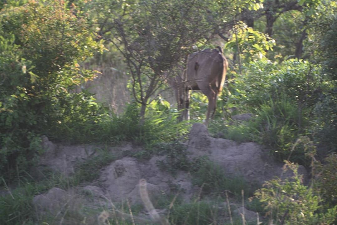 Blick von der Terrasse Nkambeni Tented Lodge