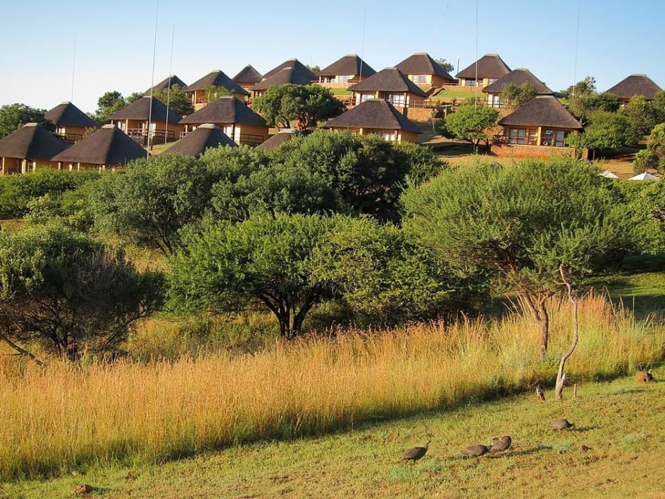 Perlhühner zwischen den Bungalows Hannah Game Lodge