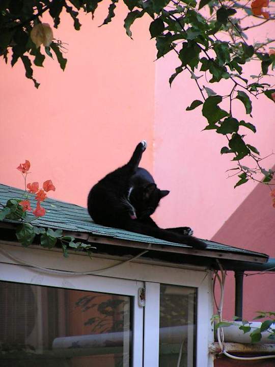 Katze am Dach Anik Hotel