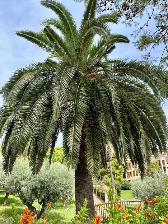 Gartenanlage ROBINSON CALA SERENA