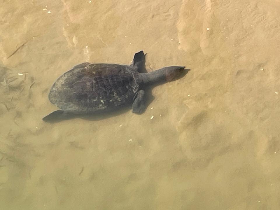 Strand Calimera Hane Garden