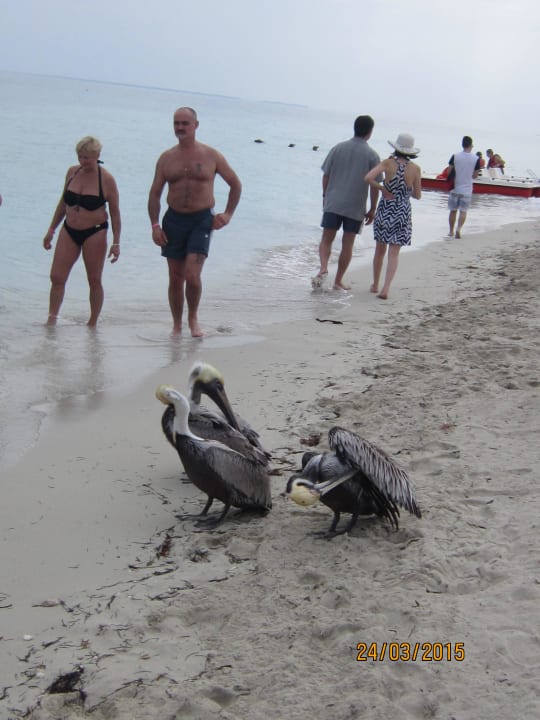 Besuch der Pelikane zum Fotoshooting Iberostar Origin Playa Alameda