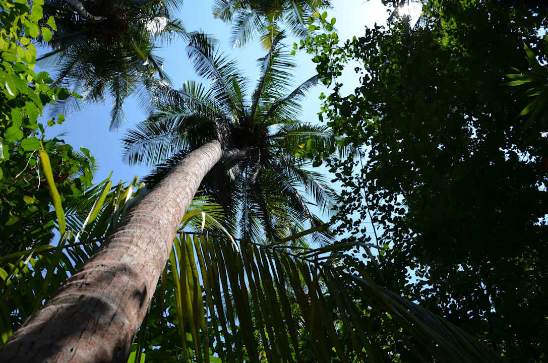 Cocospalmen  Biyadhoo Island Resort