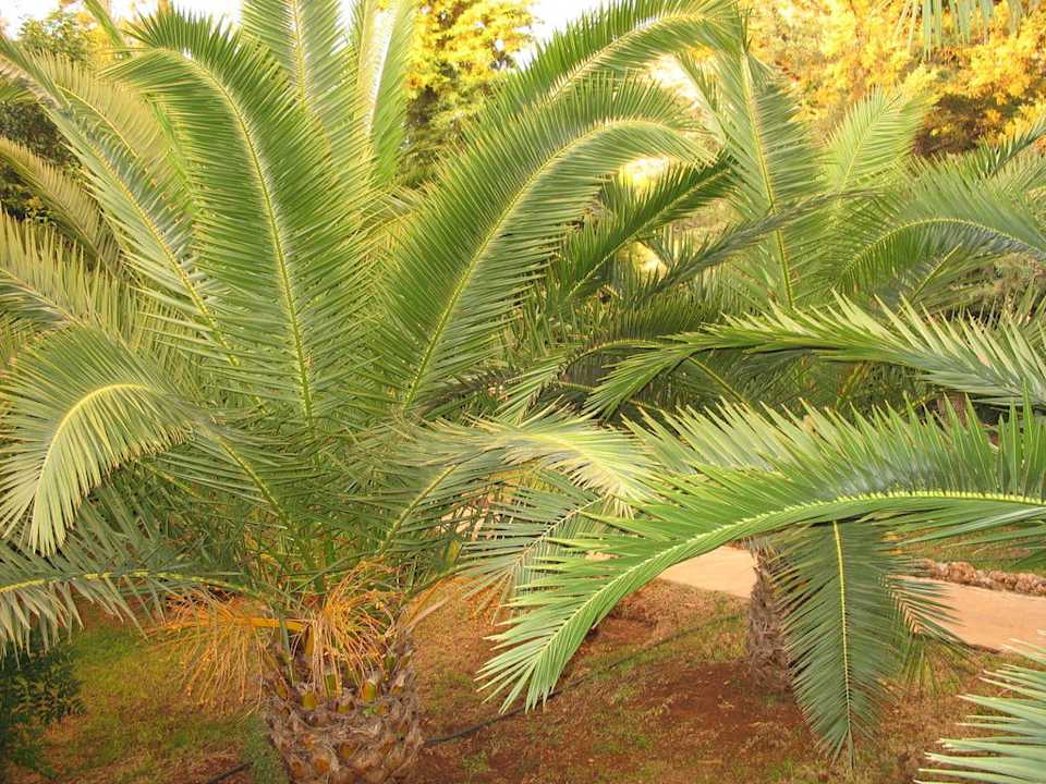 Palmy w ogrodzie Daisy Garden Resort Hotel