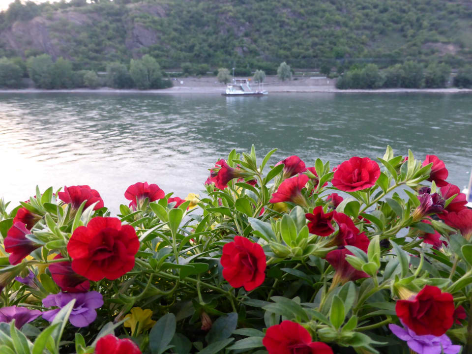 Ausblick Rheinhotel Lilie