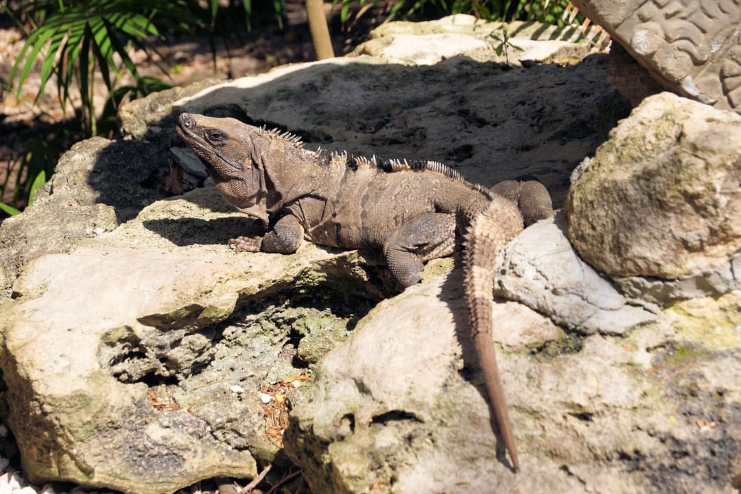 Wiili (Hoteleigener Gast - Leguan) Hotel Riu Tequila