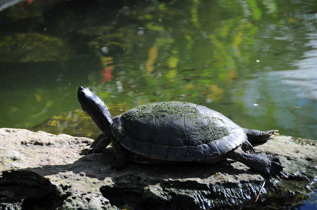 Tiere vor der Lobby Grand Palladium Select Bávaro Resort & Spa