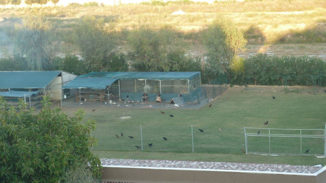 Hühnerzoo beim Hotel Belek Beach Resort Hotel