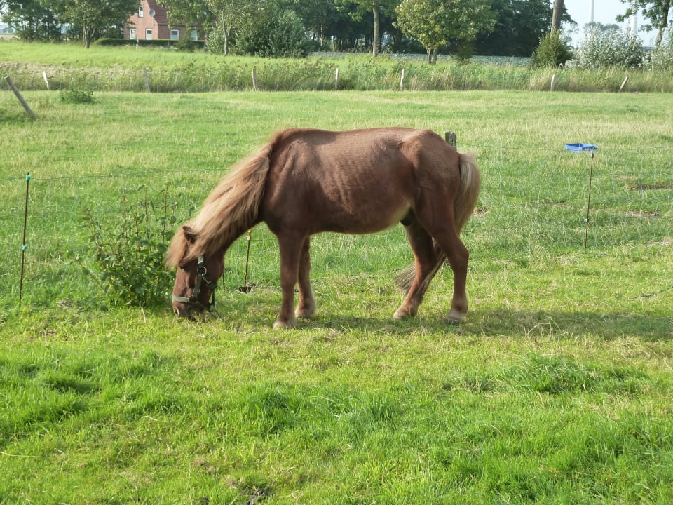 Pony  Ferienhof Söth
