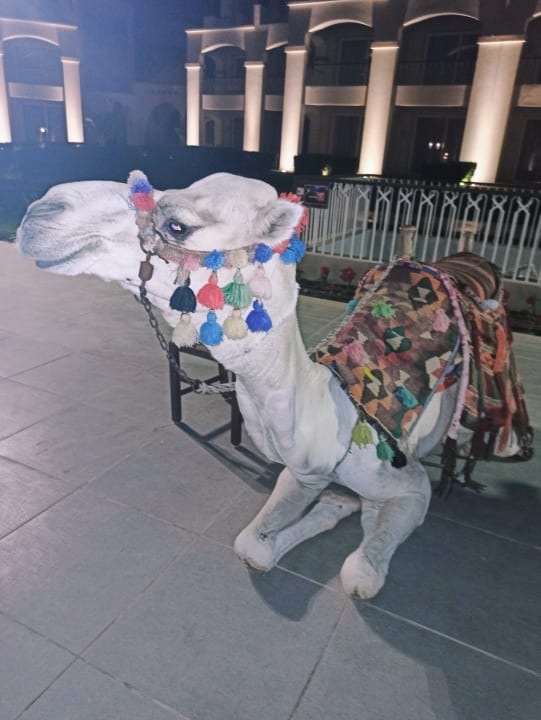 Sonstiges Steigenberger Resort Alaya Marsa Alam - Red Sea - Adults only