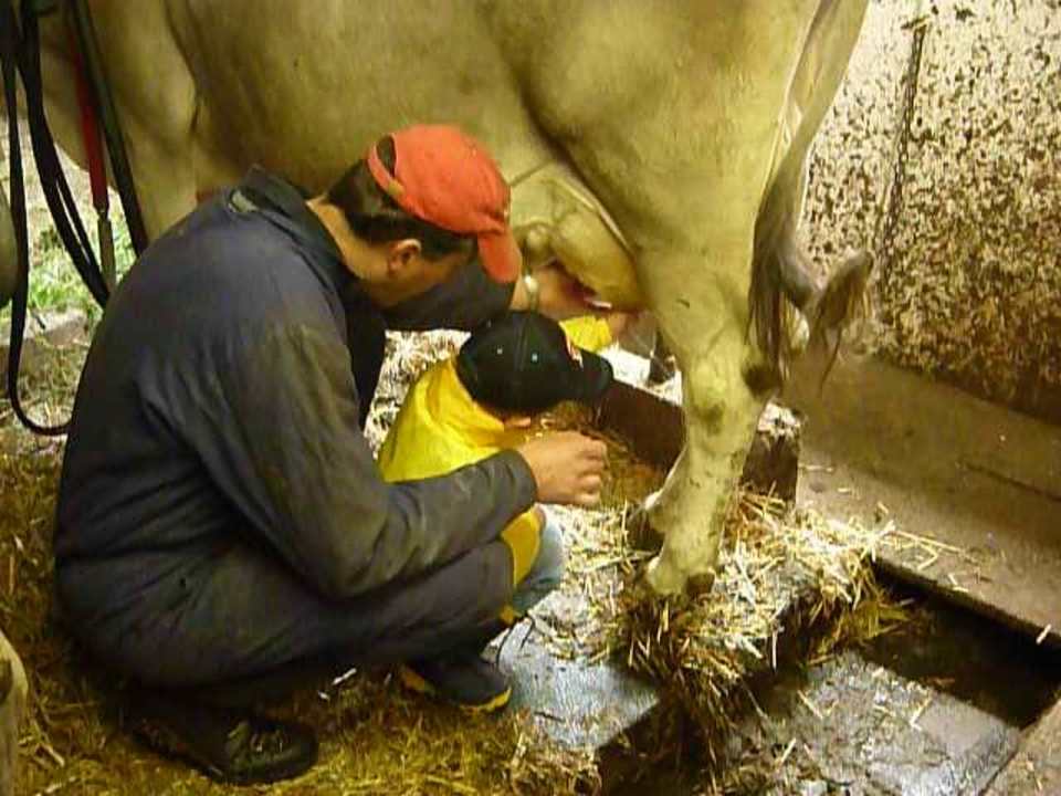 Der Sepp beim Melken (mit Helfer ) Appartementhaus Fischbacher - Bauernhof Grosswolfing
