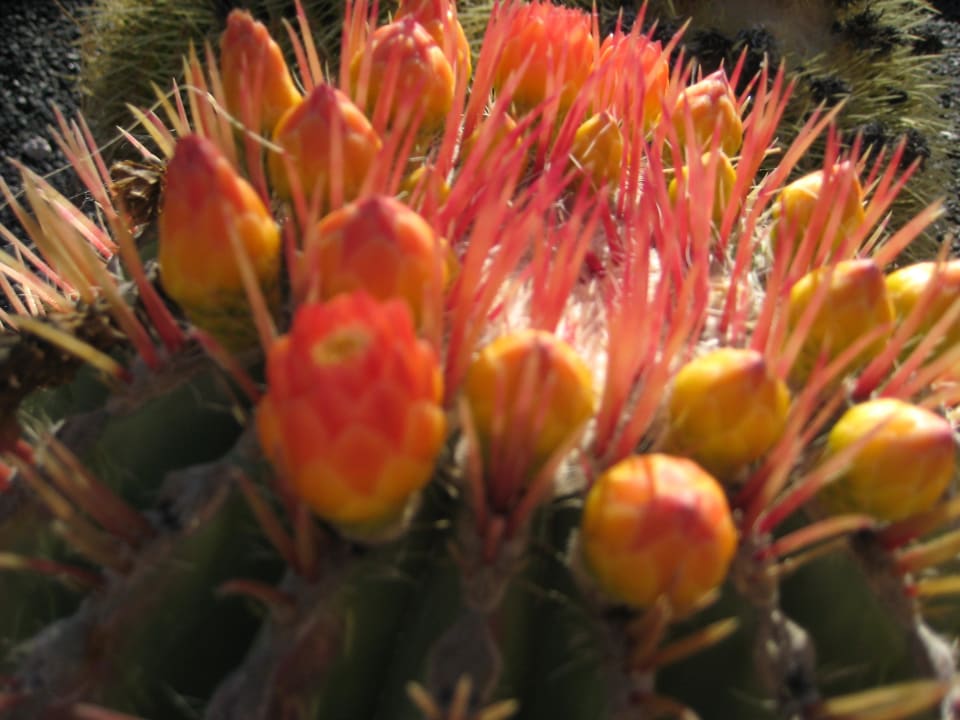 Viele Kakteen SBH Costa Calma Beach Resort