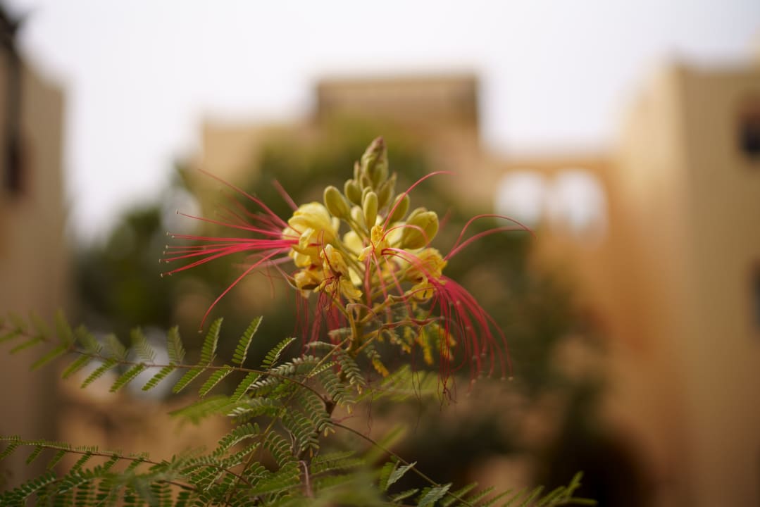 Gartenanlage Steigenberger Coraya Beach - Adults only