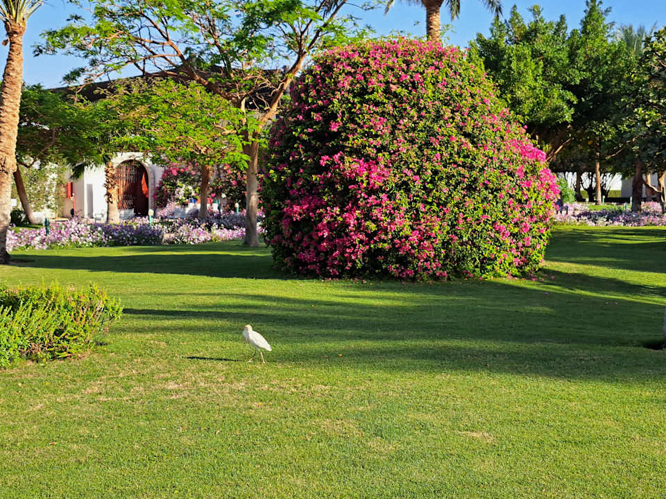 Gartenanlage Desert Rose