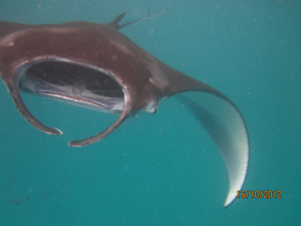 Sieht sehr elegant aus Biyadhoo Island Resort