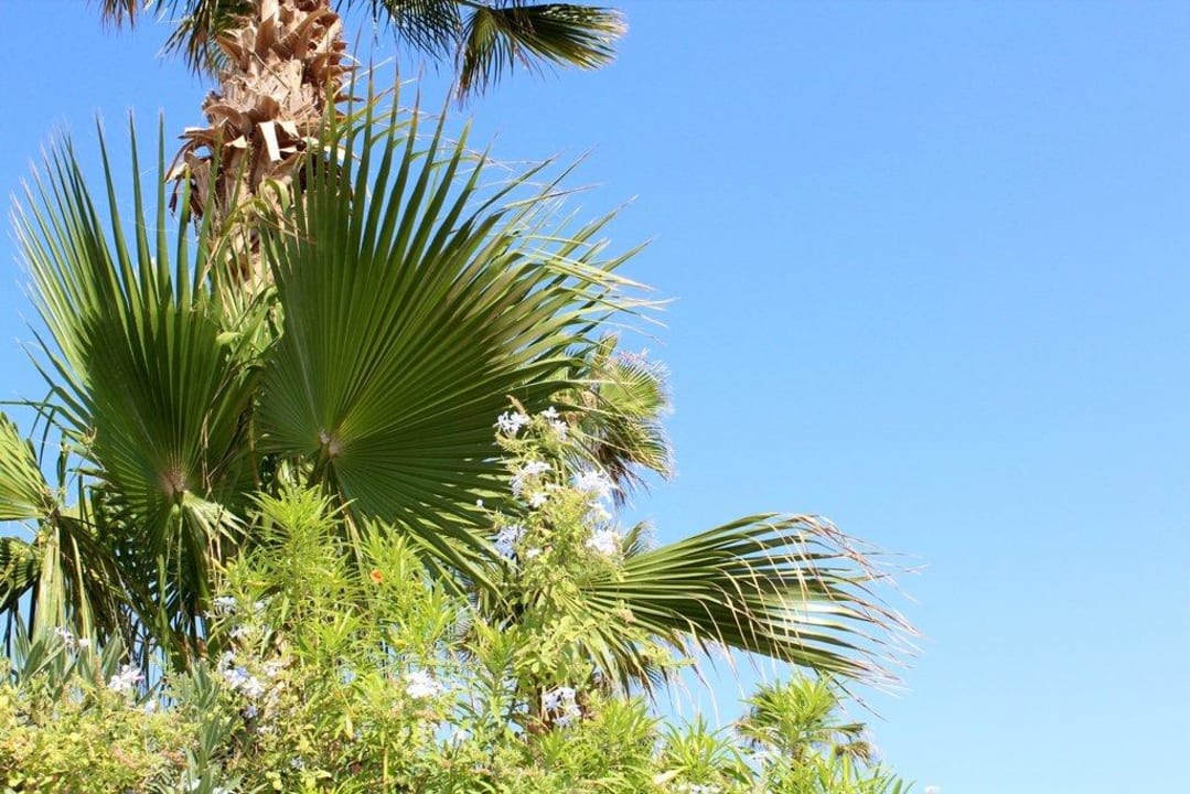 Зелень на территории Pickalbatros Citadel Resort