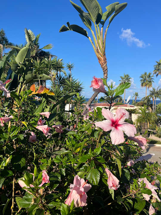 Gartenanlage Hotel Villaggio Il Gabbiano