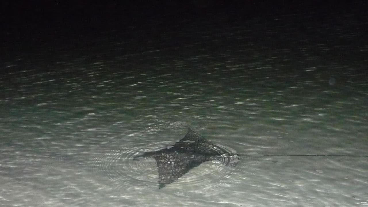 Am Strand der Bar hat sich dieser Rochen gezeigt Summer Island Maldives