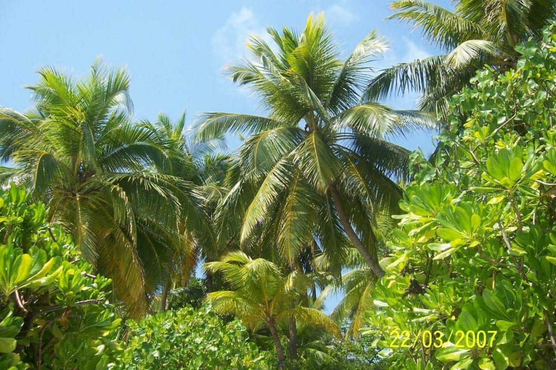 Palmen Embudu Village