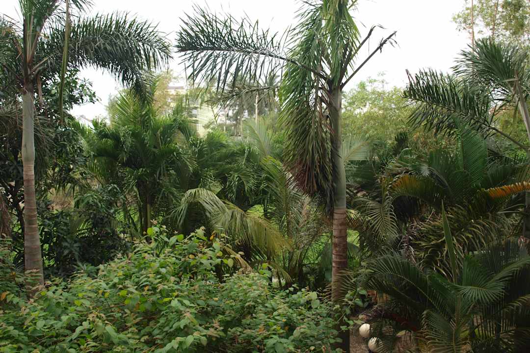 Blick vom Balkon in den Garten Hotel Long Life / Thanh Xuan Hotel