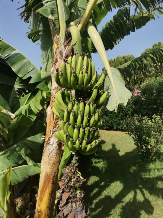 Gartenanlage Hotel Miramare Beach