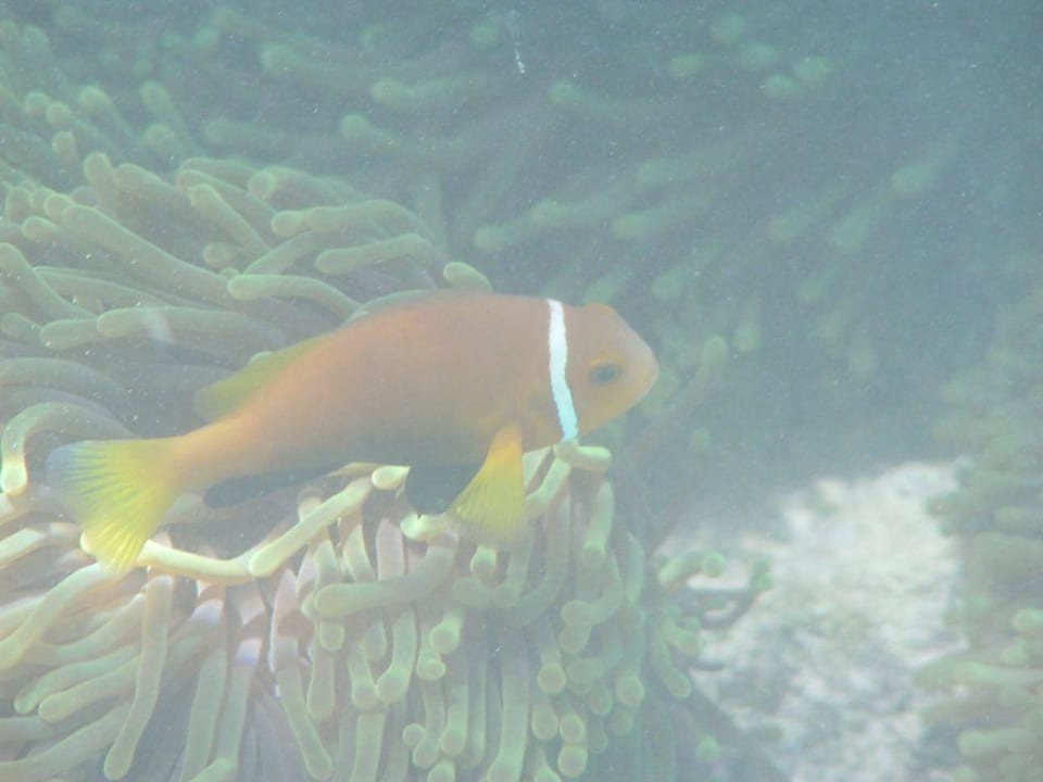 Little Nemo Summer Island Maldives