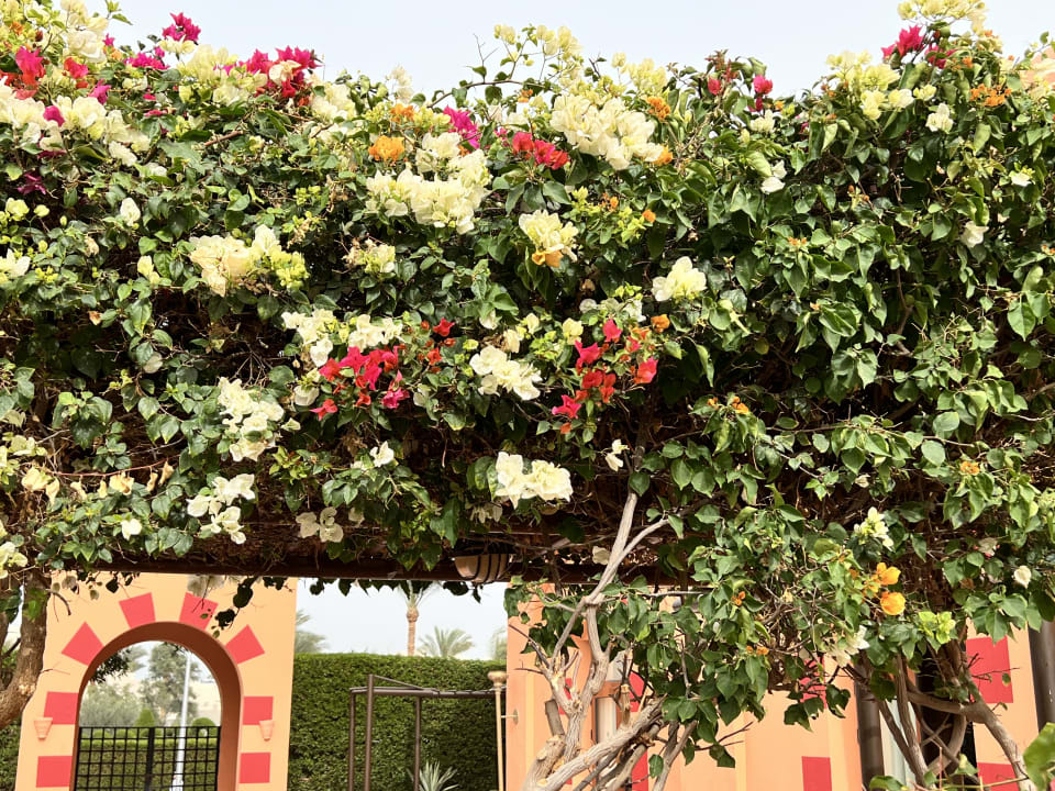 Gartenanlage Jaz Makadi Oasis Resort