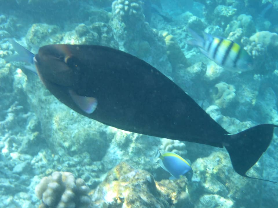 Fish Royal Island