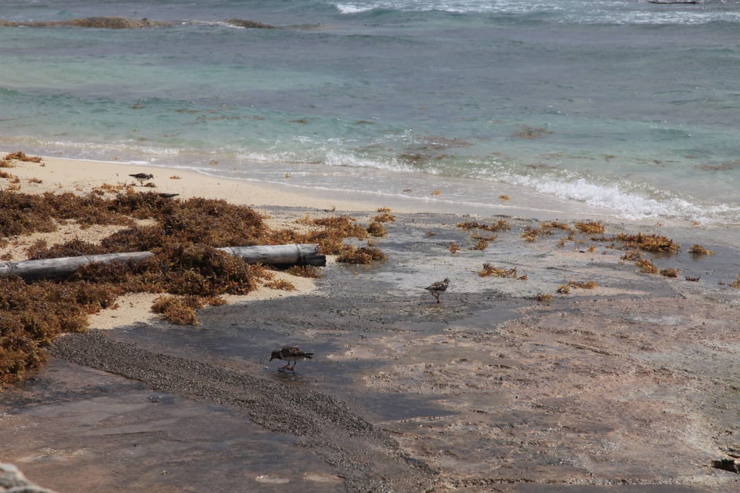 Häßlicher Strandabschnitt TUI BLUE El Dorado Seaside Suites