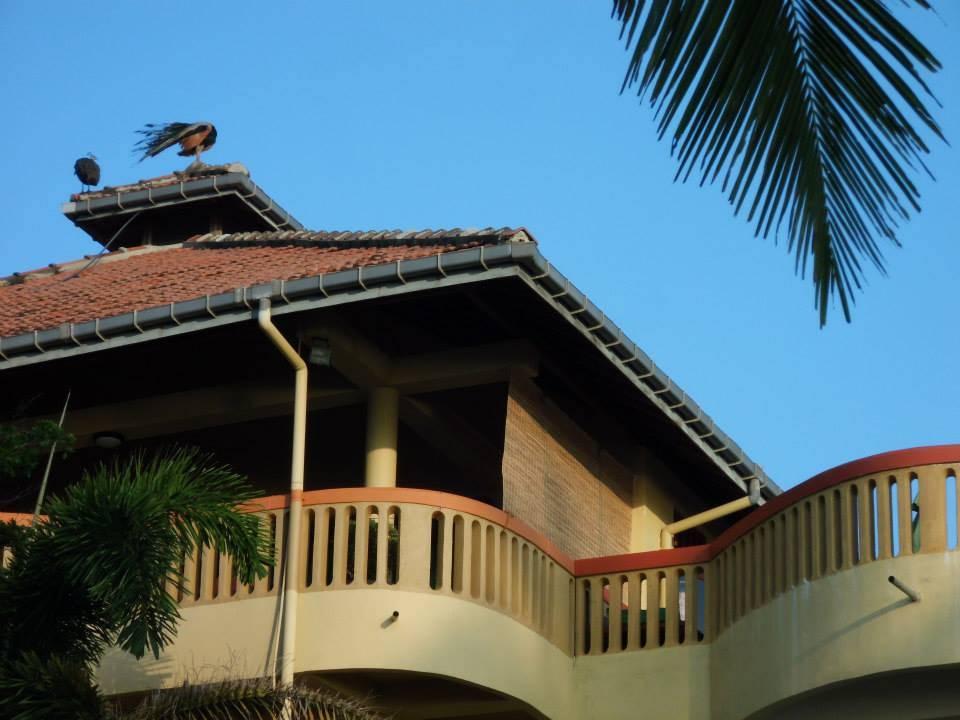 Pfau auf dem Dach vom Lucky Star Villa Lucky Star