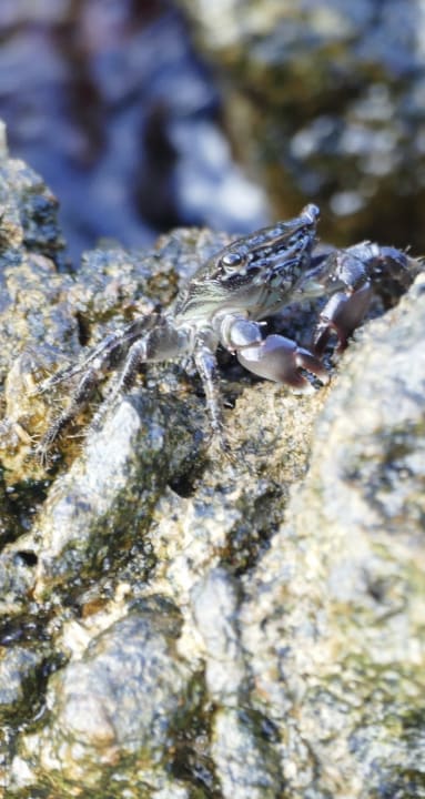 Strand Hotel Corissia Princess