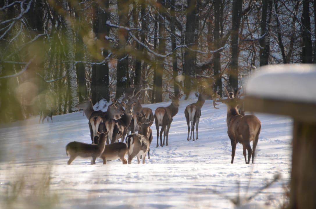 Dodenauer Wildgehege im Winter Hotel Sassor