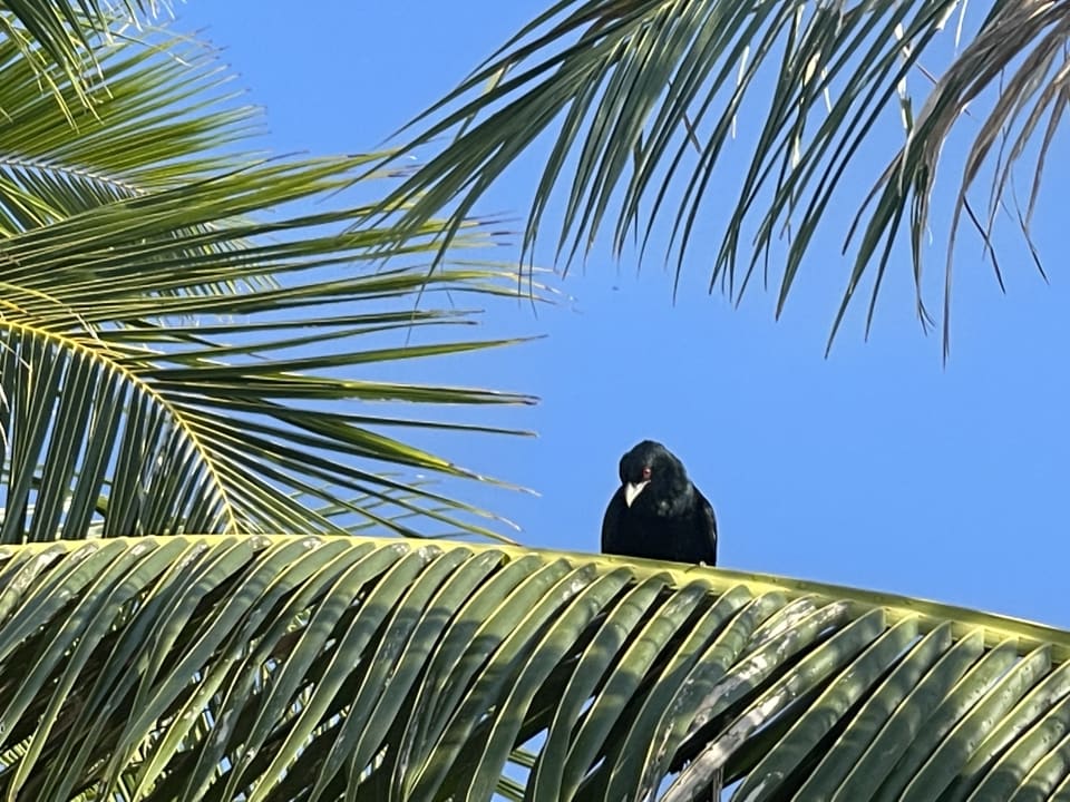 Gartenanlage Thulhagiri Island Resort