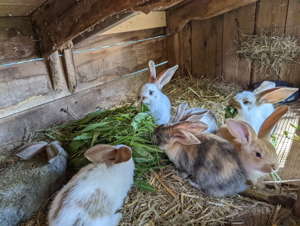 Sonstiges Ferienbauernhof Leverenzhof